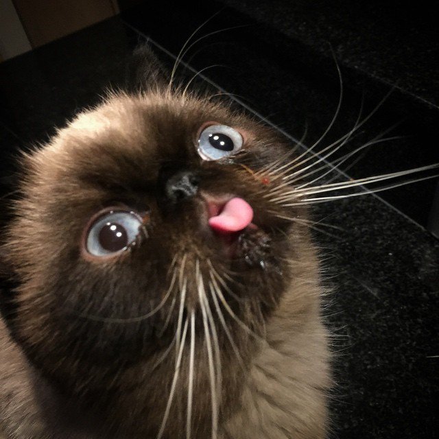 blepcat.jpg